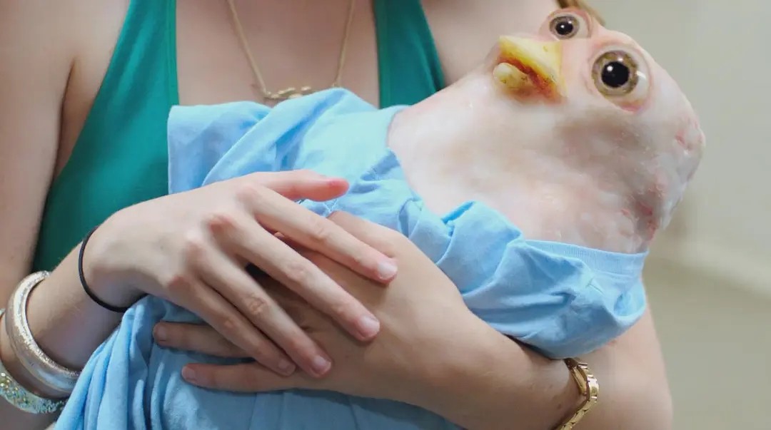 重返流氓高校 1-2 (2013-2017) 大尺度爆笑B级片,黄暴满极的剥削元素 1080P英语中字【9.8G】